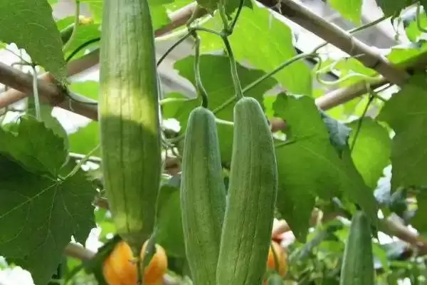 防治丝瓜上面病害的方法和重点？种丝瓜防病害要做好哪些细节？插图1