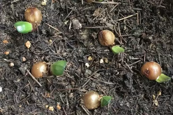 君子兰一叶苗的挑选方法 ,挑选君子兰一叶苗看什么特征？插图5