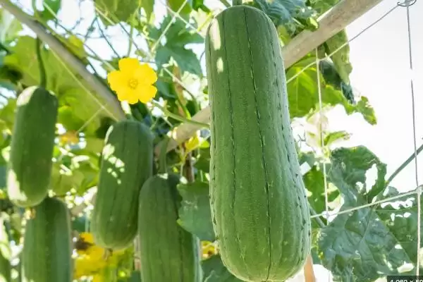 种植丝瓜的方法和重点？种丝瓜要做好哪些细节？(2)插图4