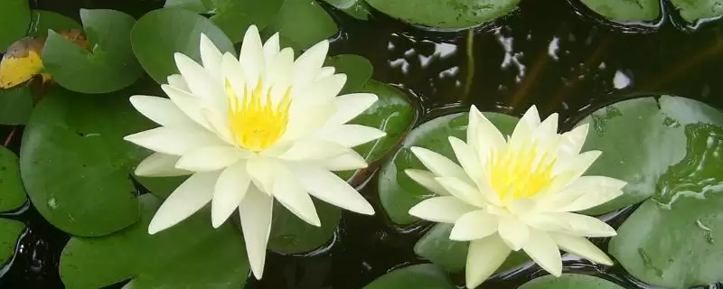 小睡莲无土水培的方法和要点？无土水培小睡莲需掌握哪些关键技巧？-会东网
