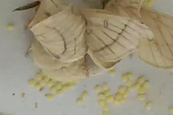 图片[2]-如何饲养飞蛾的卵？饲养飞蛾卵要遵循哪些科学的饲养方法？-会东网