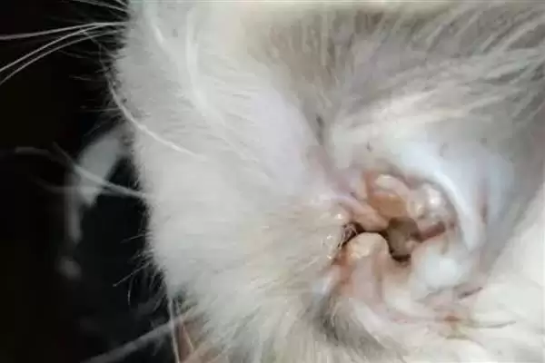 猫咪突然扭头转圈是因为什么 ,猫咪中耳炎可能致扭头转圈插图2