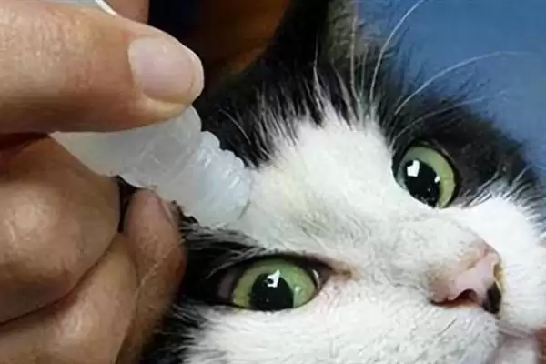 猫咪眼睛发炎有哪些明显症状 ,猫咪眼睛发炎会出现流眼泪现象插图6 猫咪眼睛发炎有哪些明显症状 ,猫咪眼睛发炎会出现流眼泪现象插图6