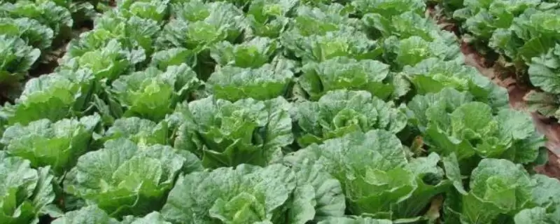 了解早春白菜常见问题的方法和重点？了解早春白菜常见问题要做好哪些细节？-会东网