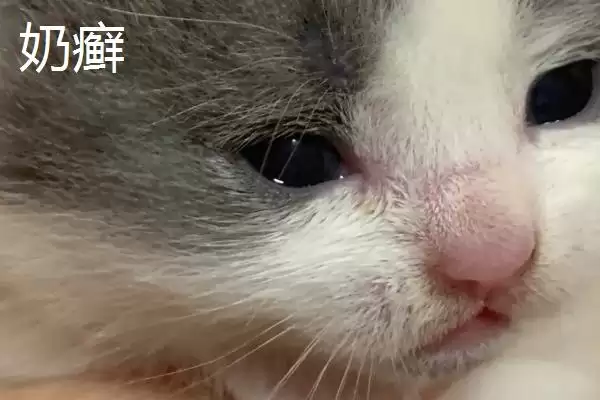 猫咪得奶癣的原因是什么 ,应激反应可能导致猫咪得奶癣插图2 猫咪得奶癣的原因是什么 ,应激反应可能导致猫咪得奶癣插图2