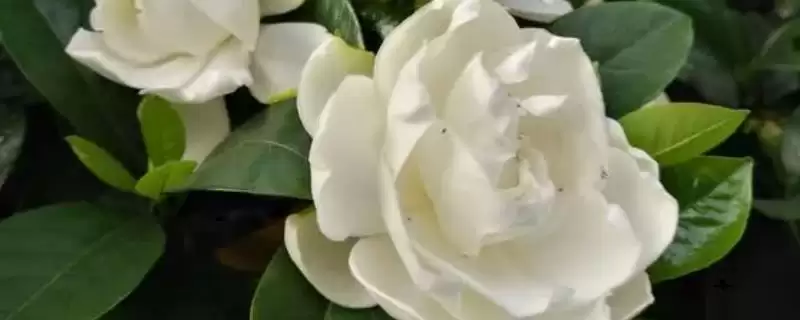 掌握养殖栀子花浇水方法的方法和重点?掌握养殖栀子花浇水方法要做好哪些细节?-会东网