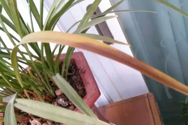 兰花的常见病害及防治 ,兰花常见的疫霉病等如何防治?插图4 兰花的常见病害及防治 ,兰花常见的疫霉病等如何防治?插图4