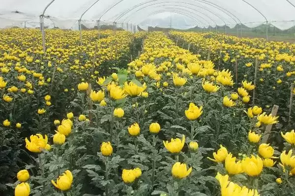 菊花的田间管理技术 ,菊花生长期追肥次数有何讲究呢?插图1 菊花的田间管理技术 ,菊花生长期追肥次数有何讲究呢?插图1