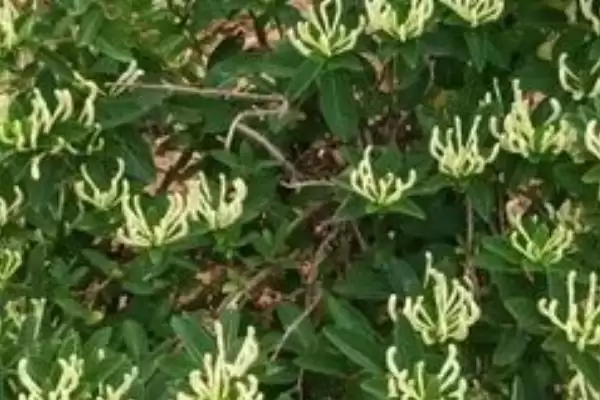 金银花苗的品种介绍 ,如何选择金银花苗的品种呢插图1 金银花苗的品种介绍 ,如何选择金银花苗的品种呢插图1