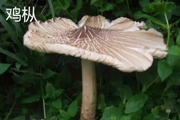 了解云南普洱特产的方法和重点？养鸡要做好哪些地方特产关联？插图1