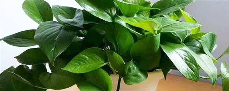 绿萝盆栽的养护方法有哪些 ,绿萝盆栽夏季如何养护插图 绿萝盆栽的养护方法有哪些 ,绿萝盆栽夏季如何养护插图