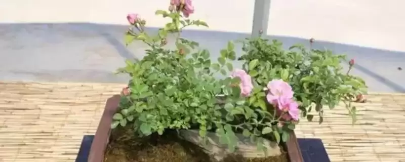 蔷薇花不长原因剖析：光照不足或养分不足的影响-会东网