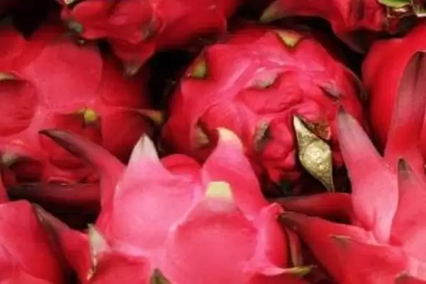 好吃的水果有哪些，常见的有丑橘、冰糖心苹果、雪莲果等插图5