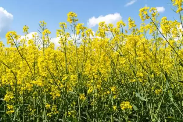 油菜籽高产品种有哪些,徽豪油26、华油杂50、陕油1209等品种的产量较高插图8 油菜籽高产品种有哪些,徽豪油26、华油杂50、陕油1209等品种的产量较高插图8