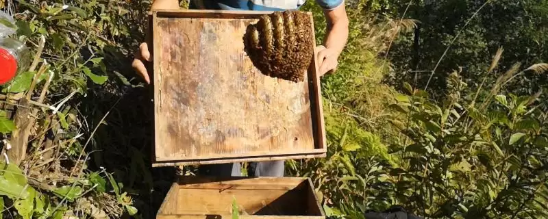 为什么南方11到12月诱蜂,耐寒性较强的蜜源植物开始开花泌蜜了-会东网