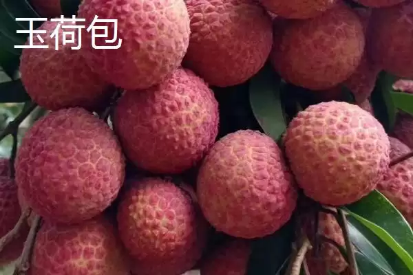 图片[5]-御金球荔枝品种的特性，生长势较强且裂果率低-会东网