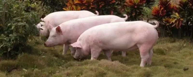 约克夏猪养殖模式的方法和重点？养猪要做好哪些特定品种养殖细节？-会东网