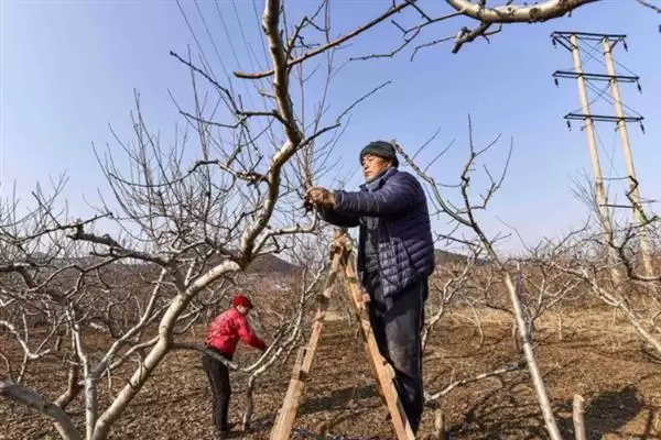 图片[5]-桃树的修剪方法？修剪桃树要掌握哪些从幼树到成年树的关键修剪技巧？-会东网