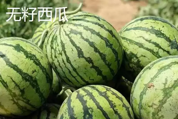 了解西瓜常见品种的方法和重点？认识西瓜品种要做好哪些细节？插图3