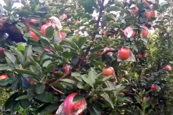 提高苹果坐果率的方法,施足底肥可增加树体的营养积累、促进坐果插图2 提高苹果坐果率的方法,施足底肥可增加树体的营养积累、促进坐果插图2