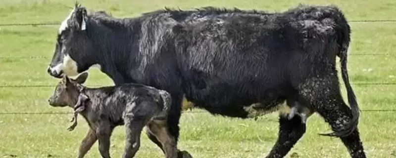 牛的繁殖之道:人工与自然配种的方法与选择-会东网
