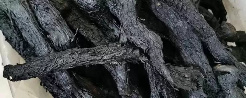 为什么肉苁蓉是黑色的？探究肉苁蓉颜色原因要了解哪些植物生长、加工和成分要点？-会东网
