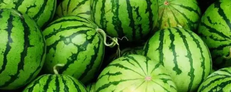 防治西瓜细菌性角斑病的方法和重点?种西瓜防角斑病要做好哪些细节?-会东网