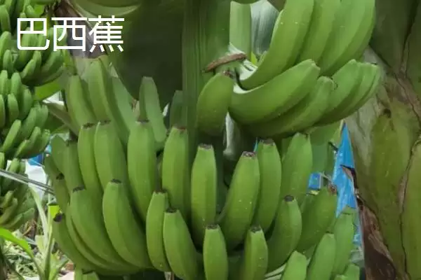 图片[3]-香蕉产地的分布和要点？了解香蕉产地需关注哪些关键信息？-会东网