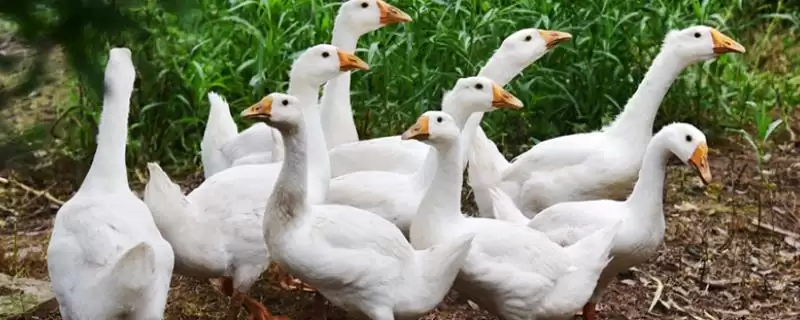 散养鹅饲养管理办法的方法和重点?散养鹅管理要做好哪些细节?-会东网