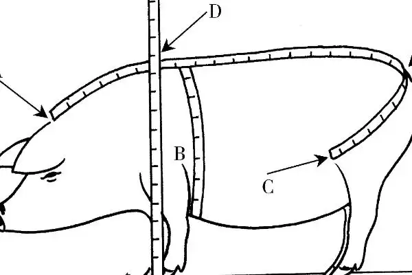计算猪毛重和净重的方法和重点？养猪要做好哪些重量计量细节？插图1
