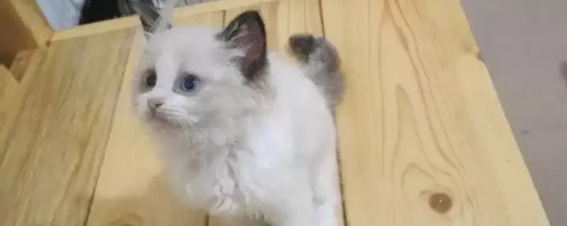 治疗猫咪脂肪肝的方法和重点？治疗猫咪脂肪肝要做好哪些细节？-会东网