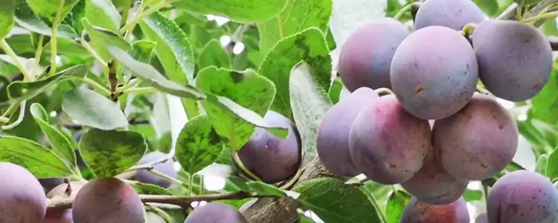 西梅几月份成熟上市，通常在8-9月份成熟上市-会东网