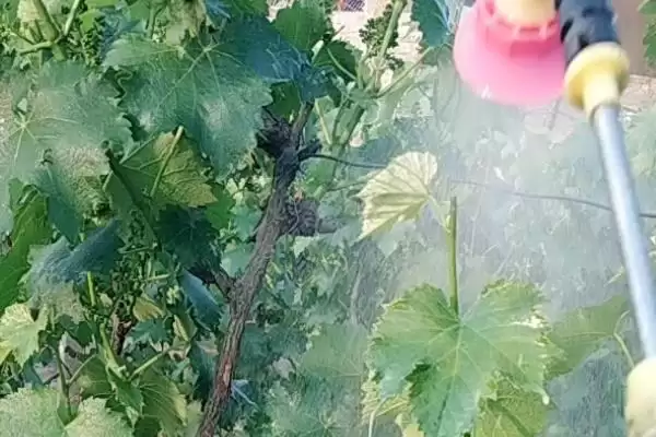 葡萄白粉病症状及防治：叶片卷缩、叶脉变黑的应对方法插图4