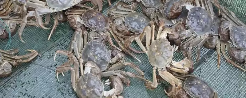 螃蟹养殖用水学问：淡水蟹用淡水养殖的原因-会东网