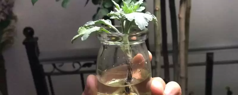 水培菊花为什么不生根?探究水培菊花不生根原因要考虑哪些因素?-会东网
