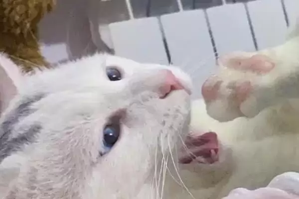 猫咪爱啃脚是怎么回事呢 ,猫咪啃脚是清洁还是玩闹插图2