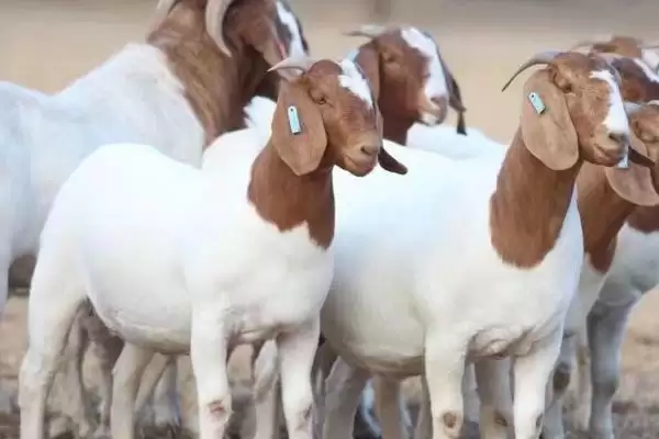 判断羊和鸡能否混养的方法和重点?养鸡要做好哪些混养规划?插图2 判断羊和鸡能否混养的方法和重点?养鸡要做好哪些混养规划?插图2