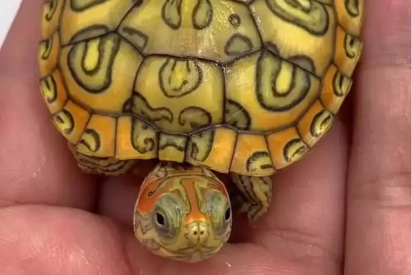 金钱龟与巴西龟的区别 ,金钱龟和巴西龟有何不同之处插图2