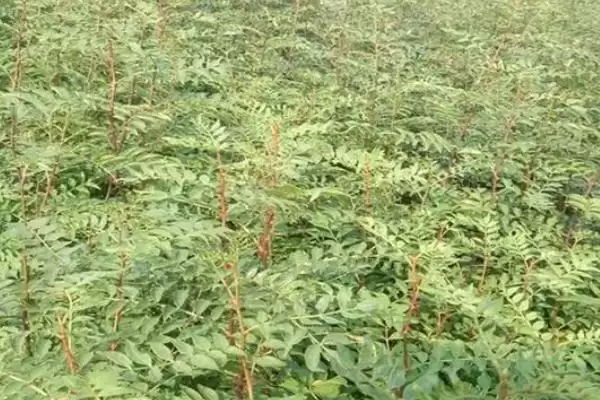 图片[3]-花椒苗在哪买？就近苗木基地的优势你知道吗？-会东网