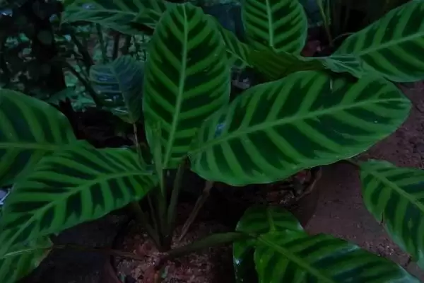 猫眼竹芋要怎么进行养殖呢 ,猫眼竹芋养殖温度保持 20-30℃插图2 猫眼竹芋要怎么进行养殖呢 ,猫眼竹芋养殖温度保持 20-30℃插图2