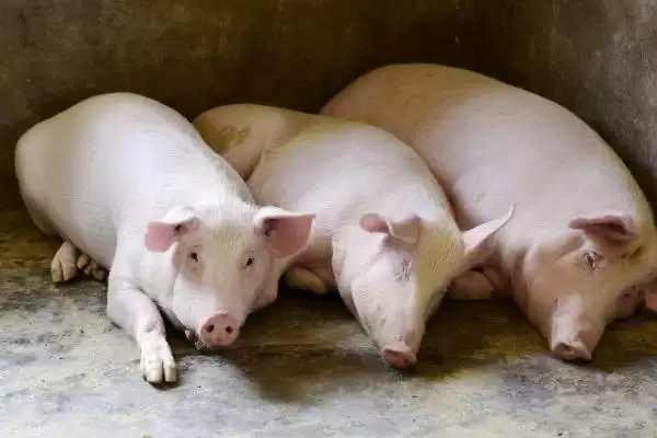 秋冬季节猪呼吸系统染病特点:继发感染的原因及防治插图3 秋冬季节猪呼吸系统染病特点:继发感染的原因及防治插图3