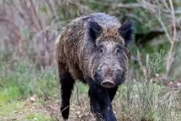 特种野猪提纯复壮的方法和重点？养猪要做好哪些品种优化细节？插图1