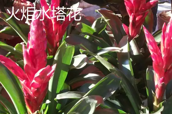 图片[7]-水塔花的种类？认识水塔花种类要了解哪些关键的品种分类和特性要点？-会东网