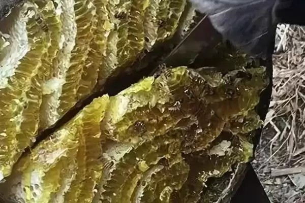图片[3]-土养中蜂几月份割蜜，通常在初夏至中秋期间割蜜-会东网