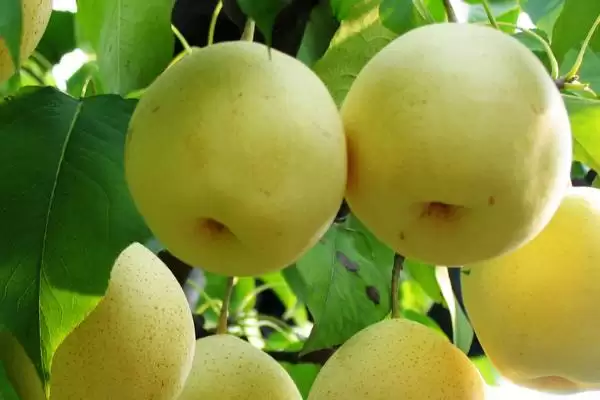 辽宁省锦州市有哪些特色水果,包括北镇葡萄、银白杏、锦州苹果等种类插图3 辽宁省锦州市有哪些特色水果,包括北镇葡萄、银白杏、锦州苹果等种类插图3