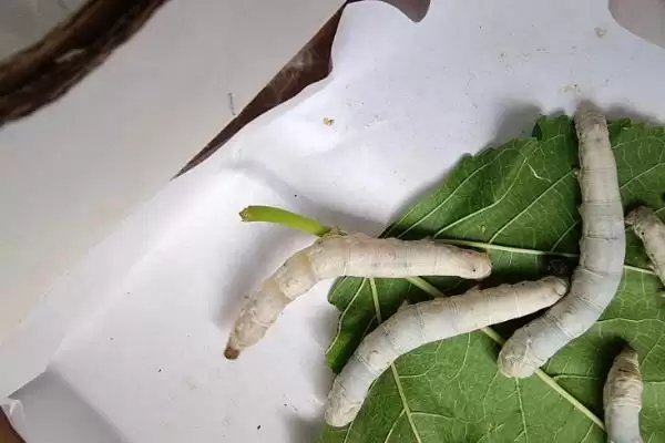 图片[8]-养蚕注意事项的方法和重点？养蚕注意事项要做好哪些细节？-会东网
