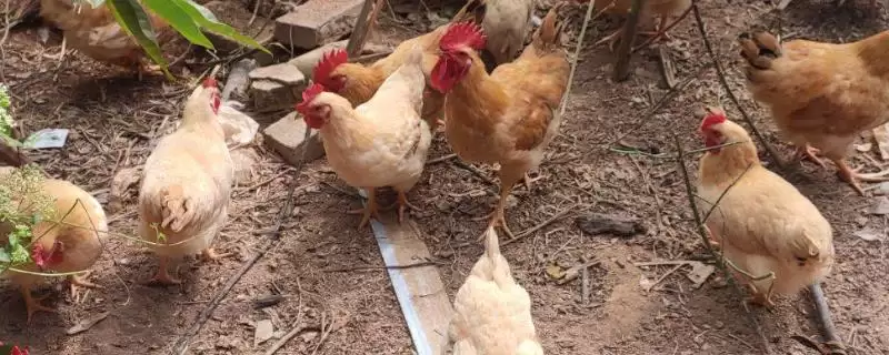 确定三黄鸡养殖周期的方法和重点？养鸡要做好哪些养殖时间规划？-会东网