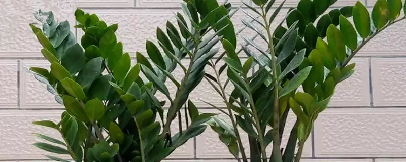 金钱树冬季的养殖方法 ,冬季养殖金钱树要怎么做插图 金钱树冬季的养殖方法 ,冬季养殖金钱树要怎么做插图