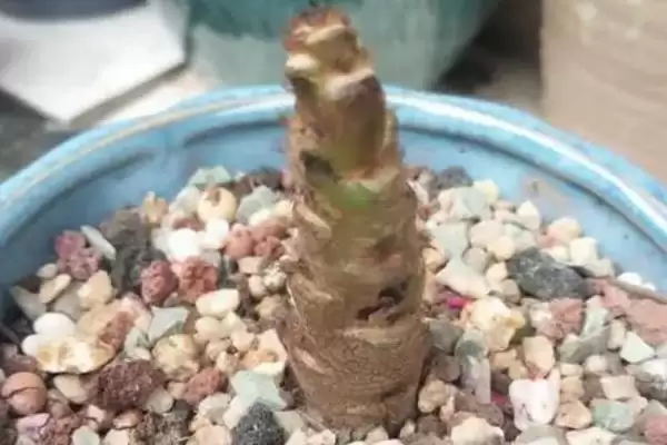 金钱木光杆的处理方法 ,金钱木光杆了该怎么进行处理插图1 金钱木光杆的处理方法 ,金钱木光杆了该怎么进行处理插图1