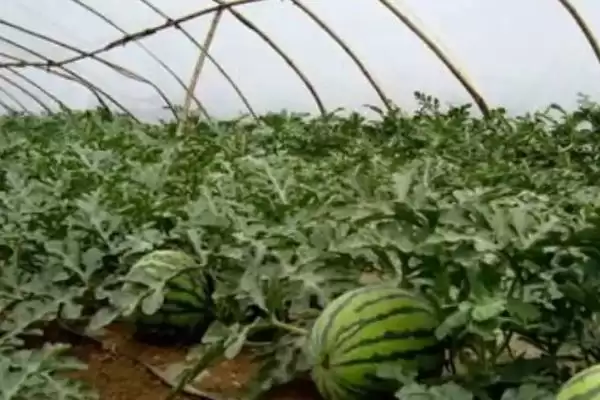 解决西瓜空心原因及防治方法的方法和重点?应对西瓜空心要做好哪些细节?插图3 解决西瓜空心原因及防治方法的方法和重点?应对西瓜空心要做好哪些细节?插图3